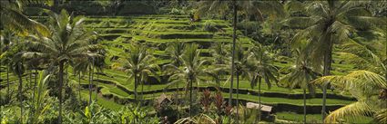 Rice Terraces - Bali (PBH4 00 16717)